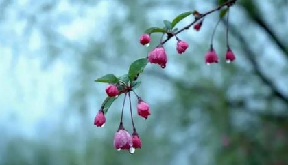 史达祖之绮罗香·咏春雨，这首宋代诗词该如何赏析？