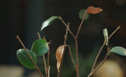 《蓬莱间》桃源乡是什么东西 桃源乡的作用是什么