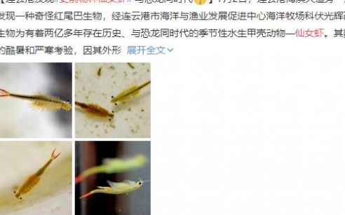 史前物种仙女虾：与恐龙同时代