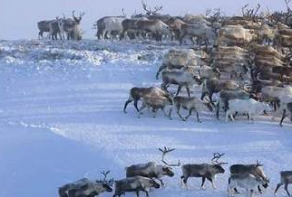 当初的西伯利亚就像白给的一样 为什么清朝没有向此地扩张呢