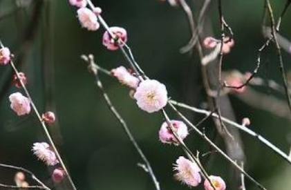 宋代苏轼之一丛花·初春病起赏析，这首词表达了什么情感？
