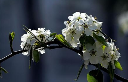 宋词之水龙吟·梨花鉴赏，该词的作者想表达什么情感？