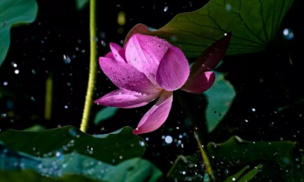 宋诗赏析之雨后池上，该诗的作者在诗中有什么隐喻？
