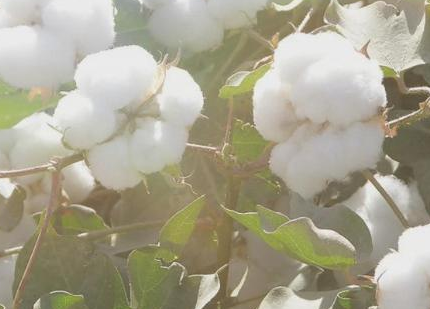 在没有棉被的时候，古代富人与穷人分别是如何过冬的？