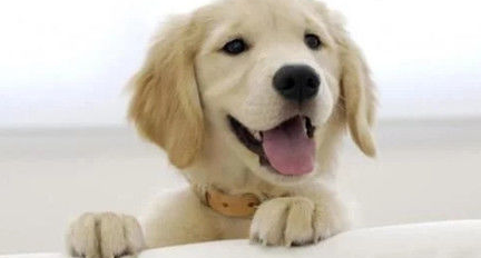 古代没有狂犬疫苗 古人被狗咬了后都是怎么处理的