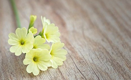 梦到“迎春花”有何原因？受到哪些心理活动的影响呢？