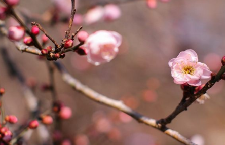 梦见“香桃木”象征了什么？是受哪些现实的影响？