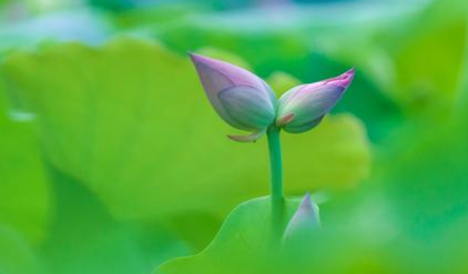 清代诗词鉴赏之一丛花·咏并蒂莲，该诗词有什么隐喻？ 