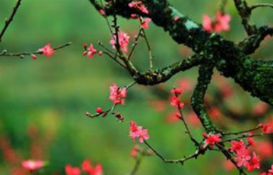 《相见欢·林花谢了春红》的原文是什么？这首词该如何赏析呢？