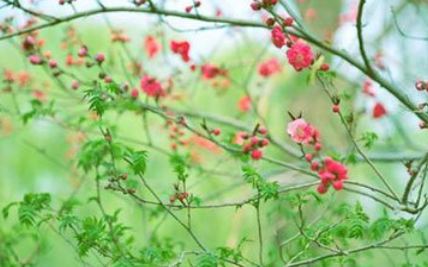 《秦楼月·芳菲歇》的原文是什么？这首词该如何赏析呢？