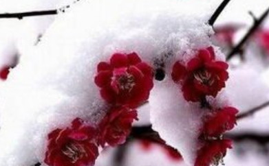 《水仙子·寻梅》的写作背景是什么？该怎样去理解呢？