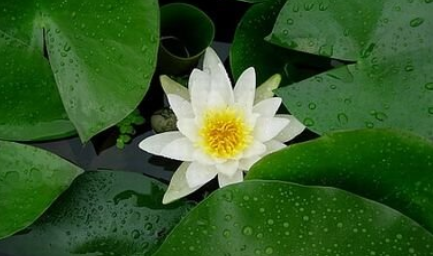 《骤雨打新荷》是哪位诗人的作品？这首散曲的原意是什么？