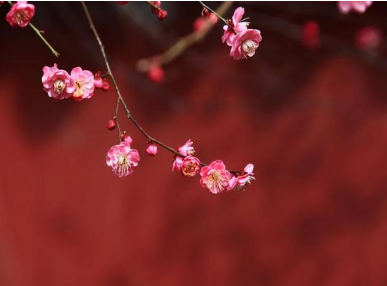 春季有几个节气？从诗作中探索春季节气的魅力