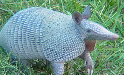 在自然界的生物中，查科裸尾犰狳有怎样的生态习性？