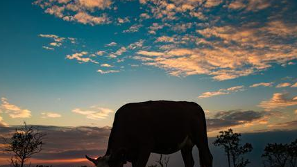 明初大诗人高启，为何会被腰斩？