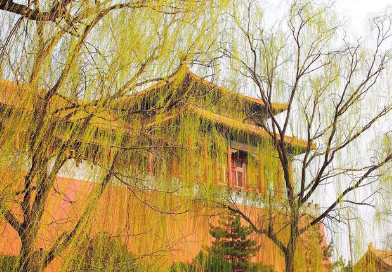 白居易为何在59岁那年，写下永丰荒园的柳树呢？