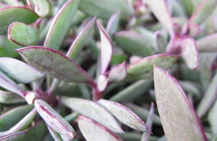 紫蛮刀属于什么品种的植物？又该如何栽培呢？