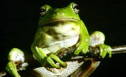 黑掌树蛙属于什么品种？有哪些生活习性呢？