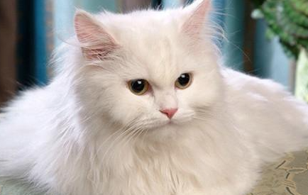 土耳其安哥拉猫有哪些形态特征？一般都分布在哪里呢？