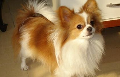 蝴蝶犬属于什么品种？喂养时需要注意什么？