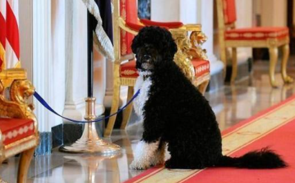 葡萄牙水犬属于什么品种？喂养时需要注意什么？