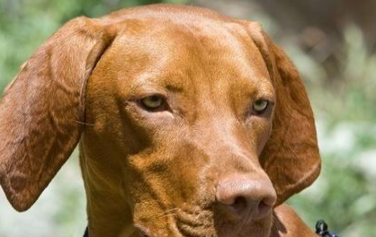 维兹拉犬有哪些生活习性呢？性格特点是怎样的？