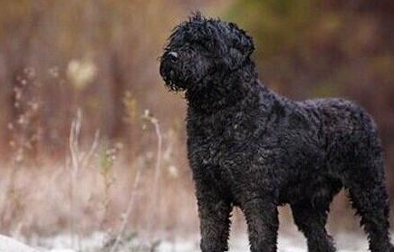 法兰德斯畜牧犬有哪些生活习性呢？性格特点是怎样的？