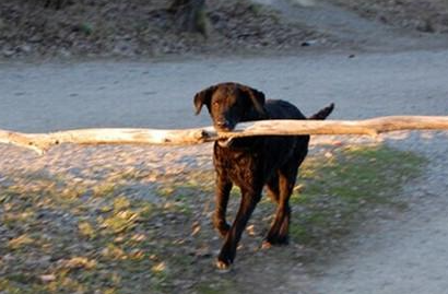 卷毛寻回犬属于什么品种？喂养时需要注意什么？