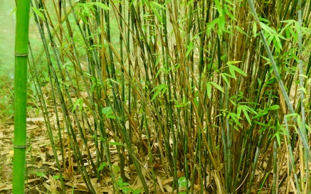 箭竹长什么样子？有哪些形态特征呢？