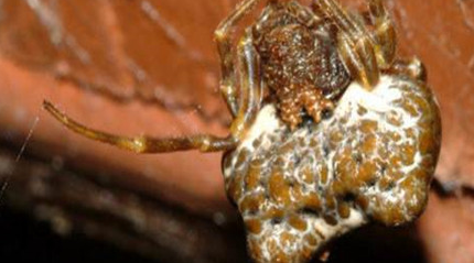 在自然界的生物中，流星锤蜘蛛有怎样的伪装技术？