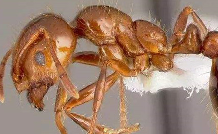 在自然界的生物中，草地铺道蚁有怎样的分布与繁殖？