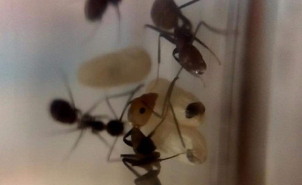 在自然界的所有生物中，人们可以饲养哀弓背蚁吗？