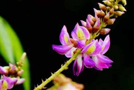 香花崖豆藤長什麼樣子有哪些形態特徵呢