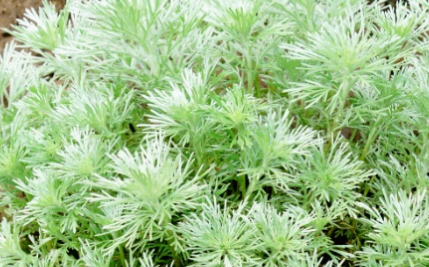 银蒿长什么样子？都有哪些形态特征呢？