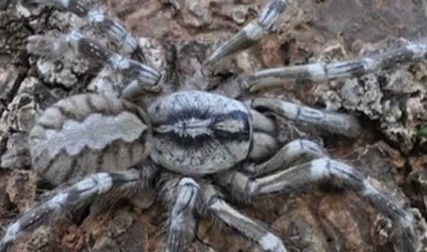 在自然界的生物中，地球上出现了的哪十大新物种？