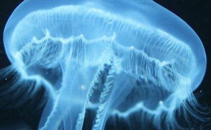 水母作为海洋中最常见的一种生物，水母可以离开水吗？