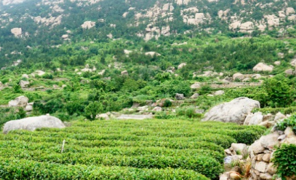 崂山绿茶长什么样子？都有哪些形态特征呢？