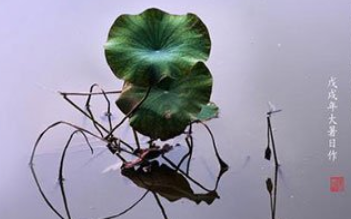 《摊破浣溪沙·菡萏香销翠叶残》是哪位诗人的作品？这首词的原意是什么？