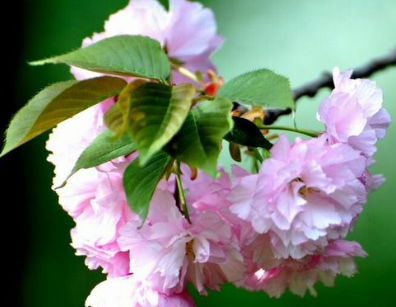 唐代元稹《樱桃花》原文，该如何评析这首词？