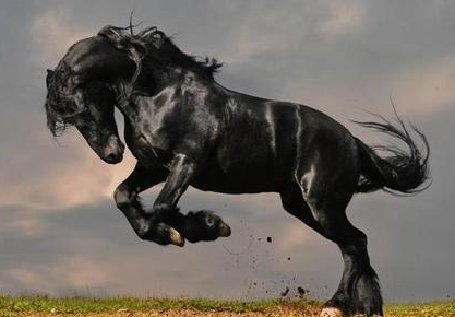 汉武帝刘彻为汗血宝马发动了两次战争 这马的魅力究竟有多大