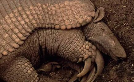 在自然界的生物中，大犰狳有着怎样的生活习性与特征？