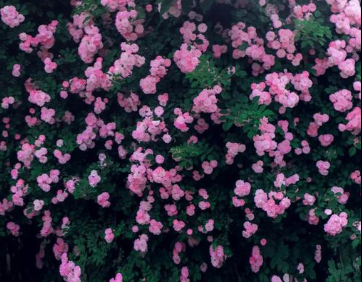 历史上有哪些描写夏季花卉的诗作？诗人眼中的花有多美？