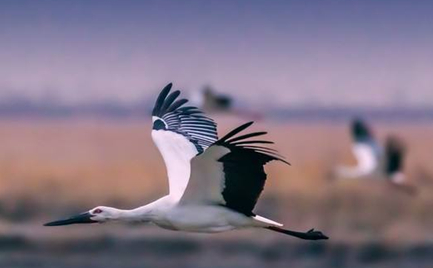 在自然界的生物中，东方白鹤有着怎样的生活习性？