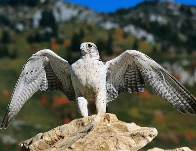 毙鹰事件是怎么回事？八阿哥胤禩因此是去了争储的机会