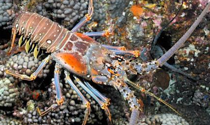 在自然界的生物中，眼斑龙虾最喜欢在怎样的环境中生活？