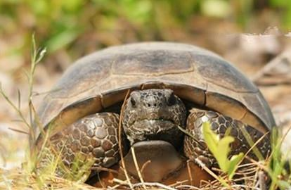 哥法地鼠龟属于什么品种？都有哪些喂养的技巧呢？