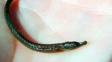 在自然界的生物中，瓦氏海龙最喜欢在怎样的环境中生活？
