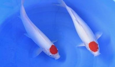 丹顶锦鲤属于什么品种？都有哪些喂食的要点呢？