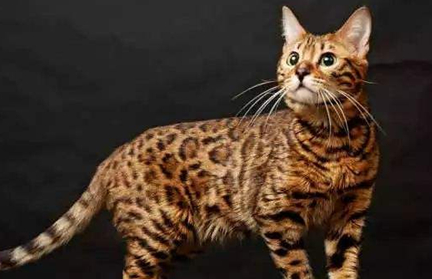 豹猫主要分布在哪些地区？它有怎样的生活习性与特征？