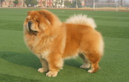 松狮犬有哪些生活习性呢？性格特点是怎样的？